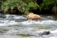 Brown Bears Cubs