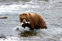 Brown Bears of Katmai