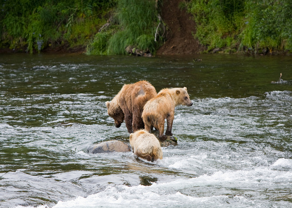 Brown Bears of Katmai